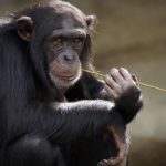 Photographie d'un chimpanzé qui grignote une brindille, l'air songeur.