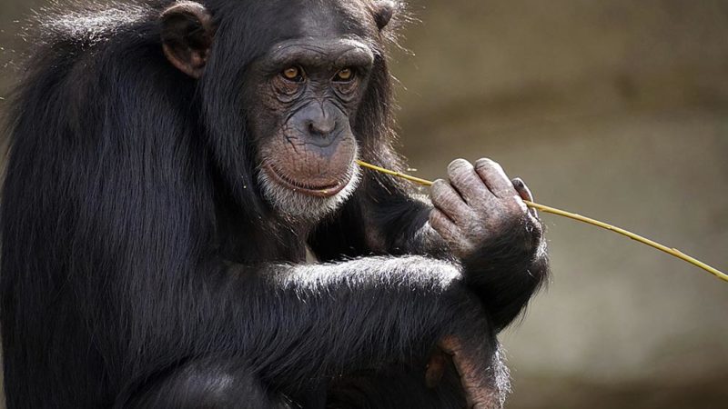 Les chimpanzés aussi aiment l’alcool