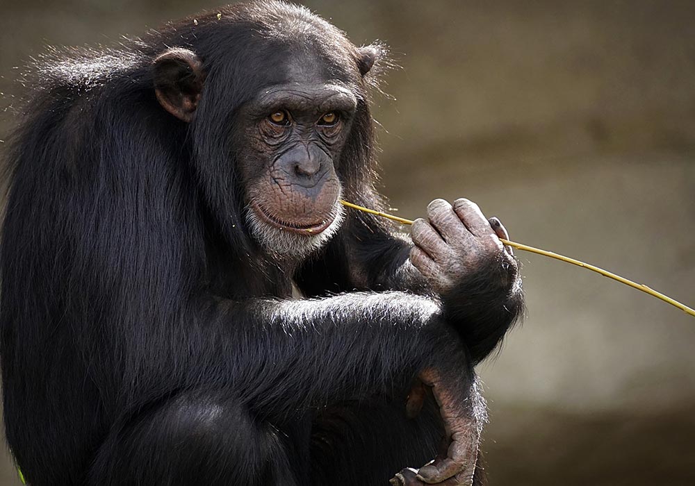 Les chimpanzés aussi aiment l’alcool