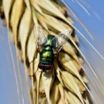 Photographie d'une mouche posée sur un épi de blé.