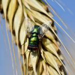 Photographie d'une mouche posée sur un épi de blé.