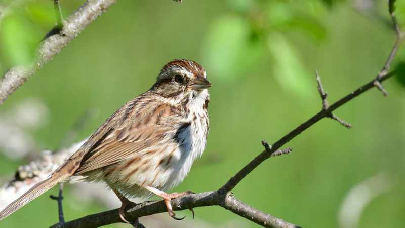 L’oiseau des villes et l’oiseau des champs