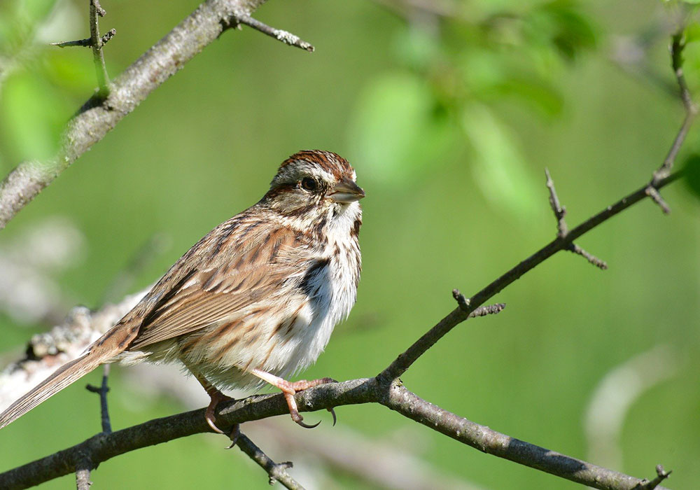 L’oiseau des villes et l’oiseau des champs