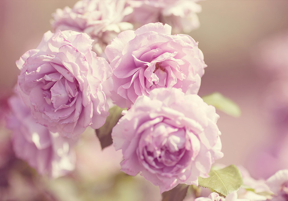 La Rose du désert, une plante à caudex à l'allure de bonsaï !