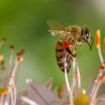 Photographie d'une abeille qui pollinise