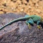 Photographie d'un lézard à collier posé sur un rocher.