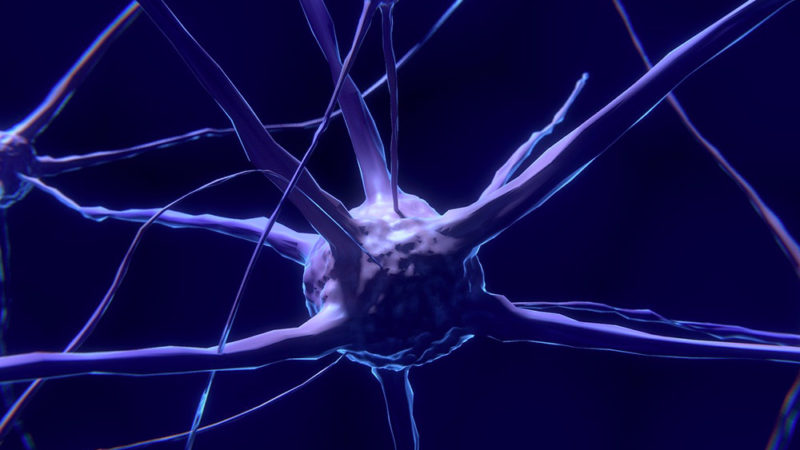 Une synapse manipulée inverse un comportement