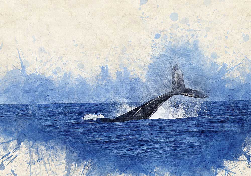 La baleine bleue optimise !