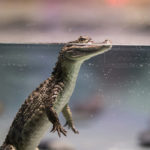 Photographie d'un petit crocodile, dans l'eau.