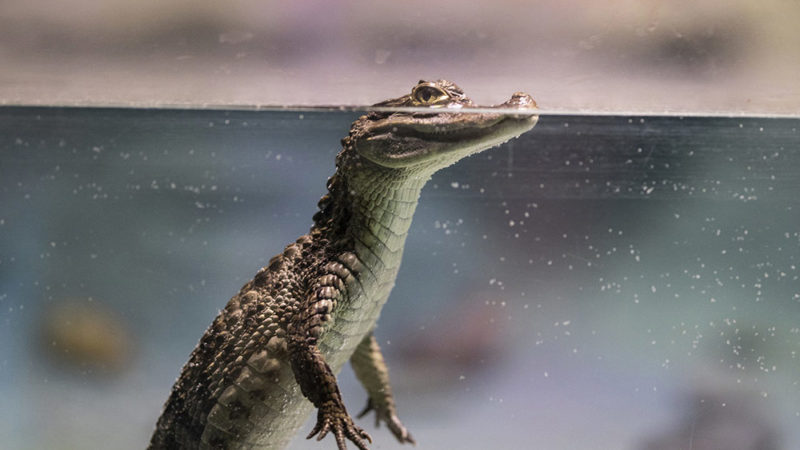 Bébé croco, mâle ou femelle ? C’est la température qui décide !