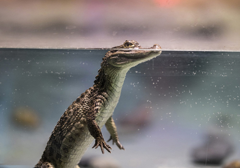 Bébé croco, mâle ou femelle ? C’est la température qui décide !