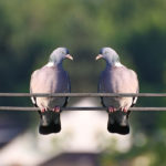 Photographie de deux pigeons sur un fil électrique.