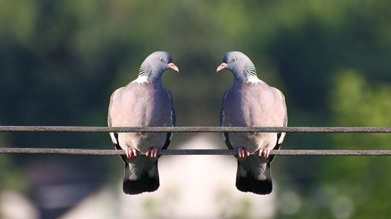 Les pigeons pour dépister le Cancer ?