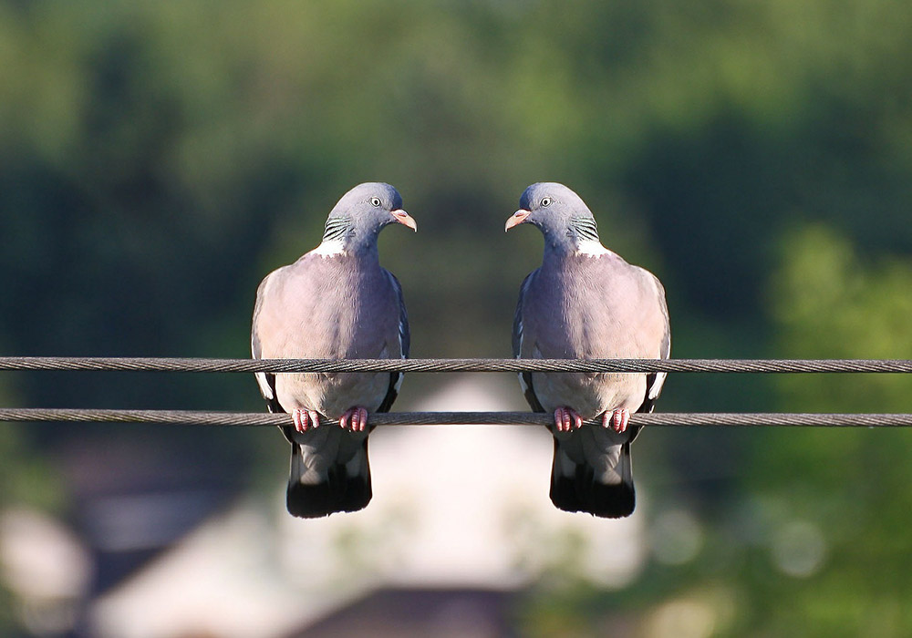 Les pigeons pour dépister le Cancer ?