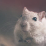 Photographie d'une souris.