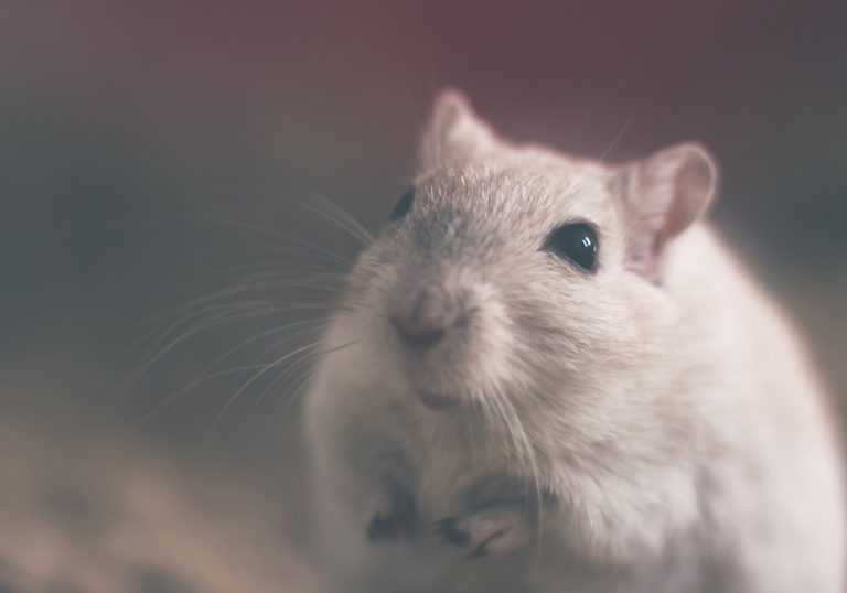 Une espérance de vie prolongée chez la souris Parlons peu parlons Science