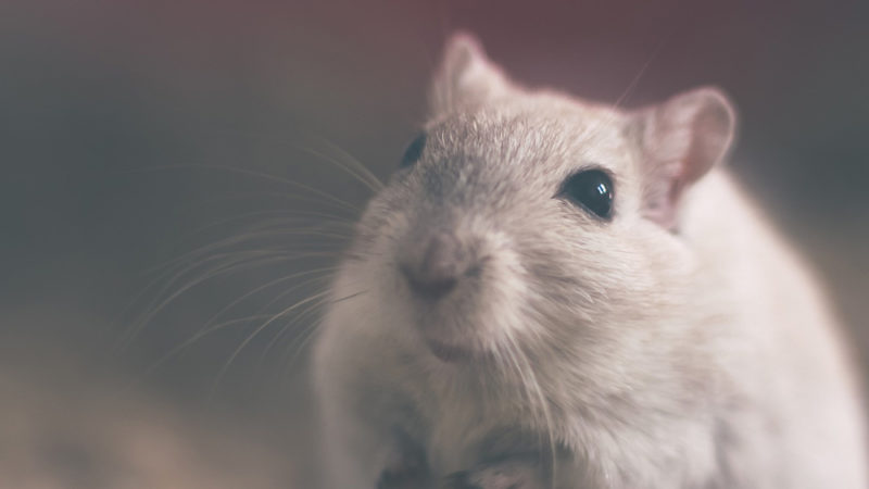 Une espérance de vie prolongée chez la souris
