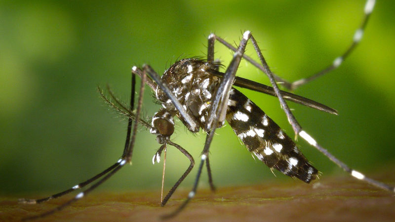 Ola qui voilà ? Attention, c’est Zika.