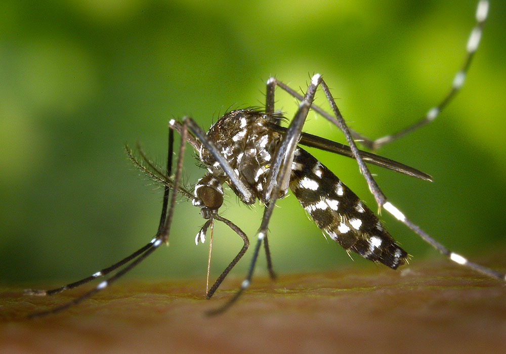 Ola qui voilà ? Attention, c’est Zika.