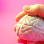 Image d'une main tenant une maquette de cerveau.