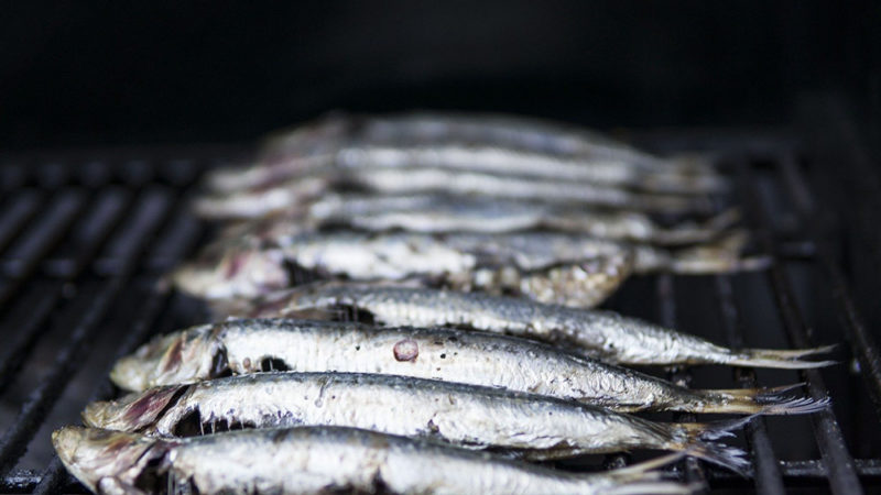 A la quête aux sardines et aux anchois en Méditerranée