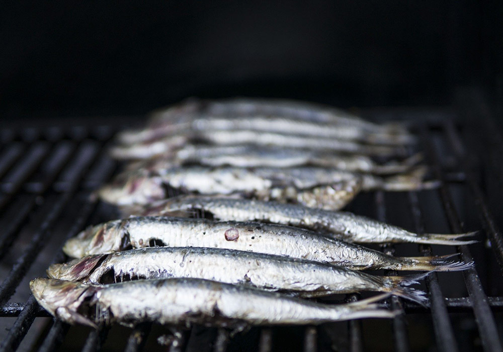 A la quête aux sardines et aux anchois en Méditerranée