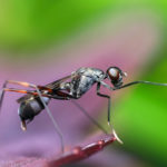 Photographie macroscopique d'une fourmi sur une feuille.