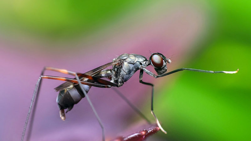 Les Batailles de Rap Épiques de Biologie : Fourmis vs Termites