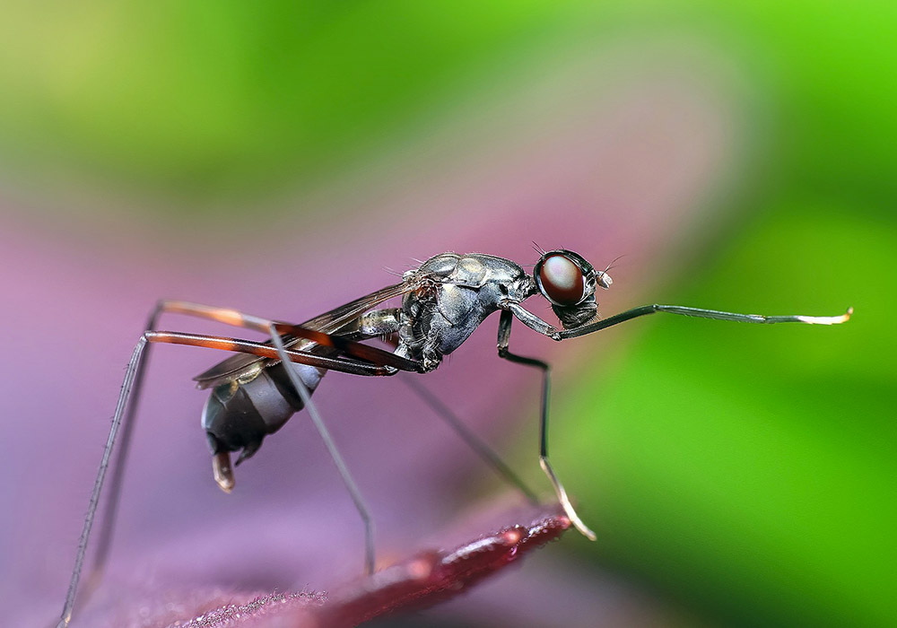 Les Batailles de Rap Épiques de Biologie : Fourmis vs Termites