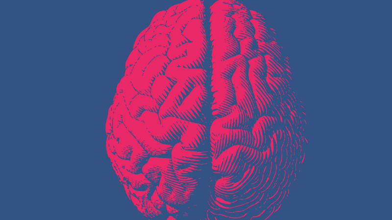 Des différences dans la structure cérébrale de l’empathie