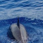 Photographie d'un dauphin, vue de dessus.