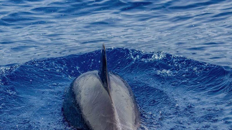 Les batailles de rap épiques de Biologie : Requin versus Dauphin