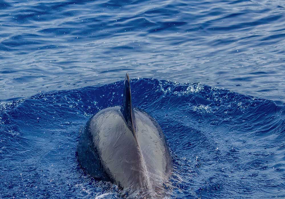Les batailles de rap épiques de Biologie : Requin versus Dauphin