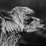 Photographie en noir et blanc d'un alpaga qui grignote de la paille.