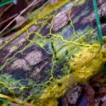 Photographie de l'espèce Physarum polycephalum sur un tronc d'arbre.