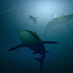 Photographie sous-marine de requins.