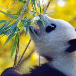 Photographie d'un panda qui se nourrit de bambou.