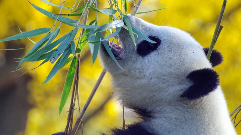 5 choses à savoir sur les pandas