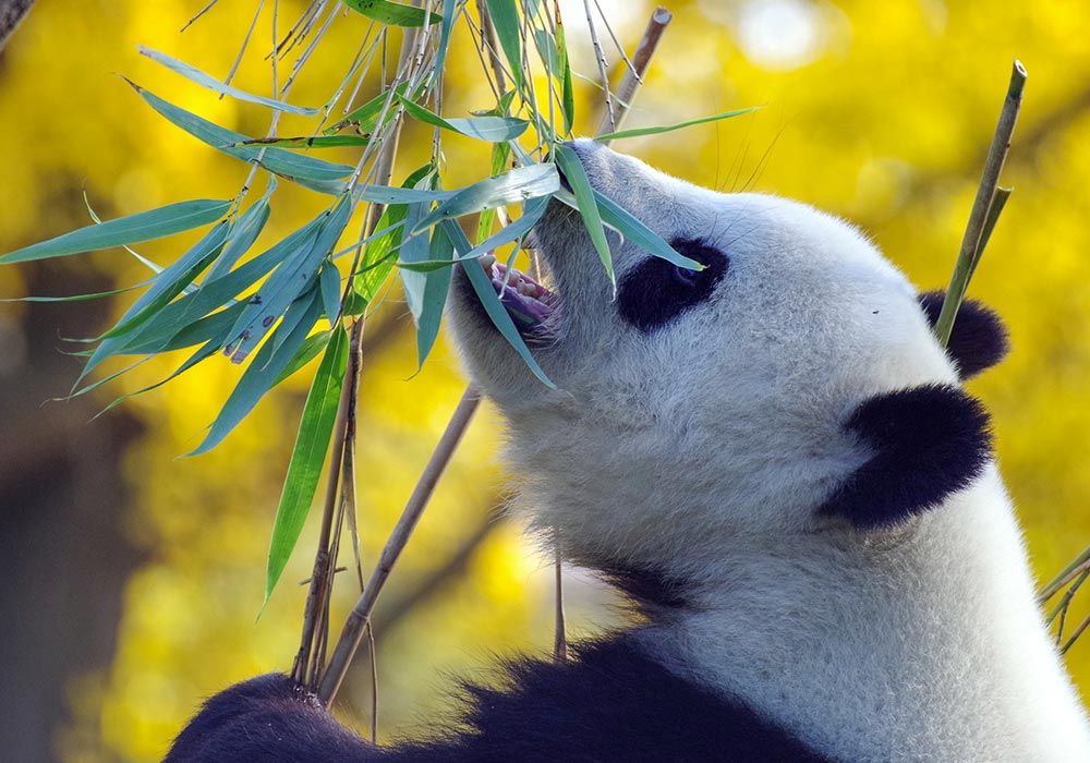 5 choses à savoir sur les pandas