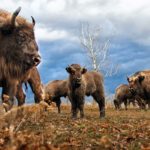 Un bétail de bisons Européen