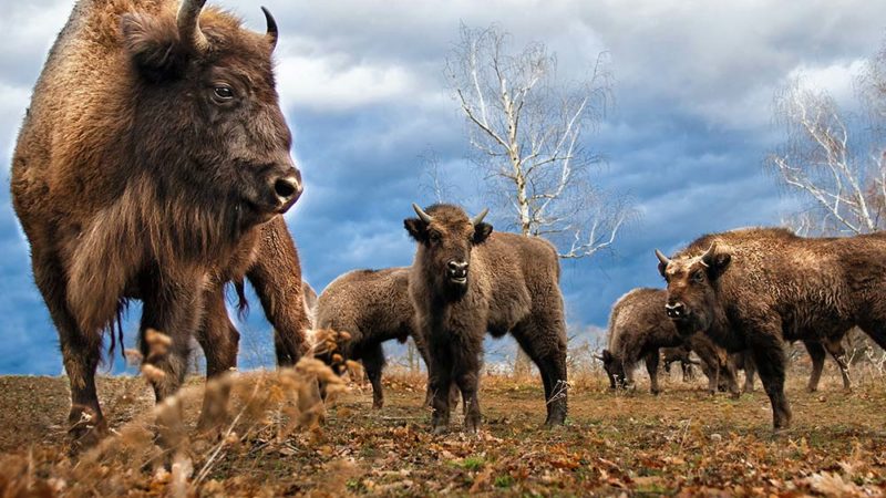 Le bison d’Europe : un colocataire pas si « bête »
