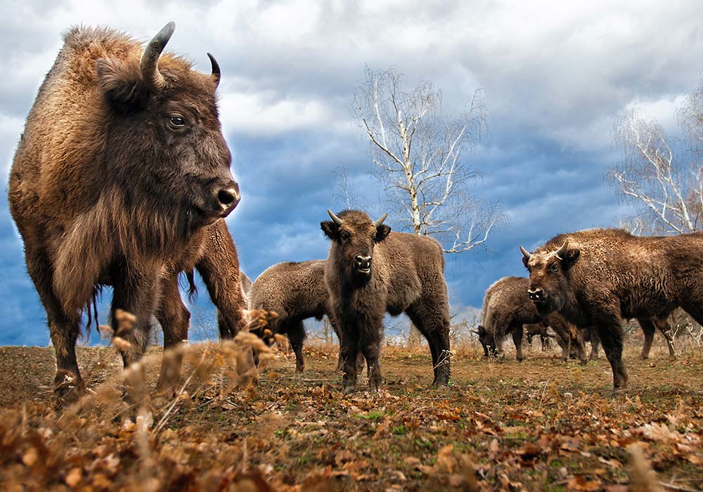 Le bison d’Europe : un colocataire pas si « bête »