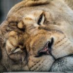 Photographie d'une lionne fatiguée