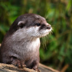 Photographie d'une loutre