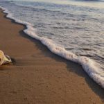 Photographie d'une plage sur laquelle un gobelet en plastique s'enfonce dans le sable.