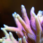 Photographie d'un corail.