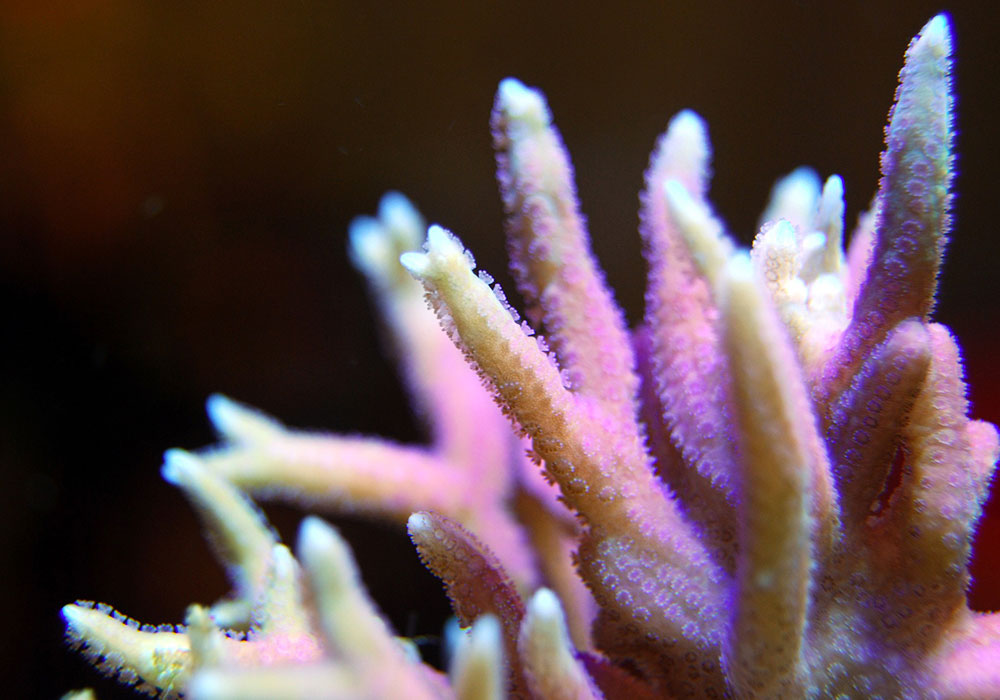 La Grande Barrière aurait perdu la moitié de ses coraux en 25 ans