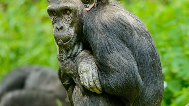 Le Bonobo communique le postérieur en l’air