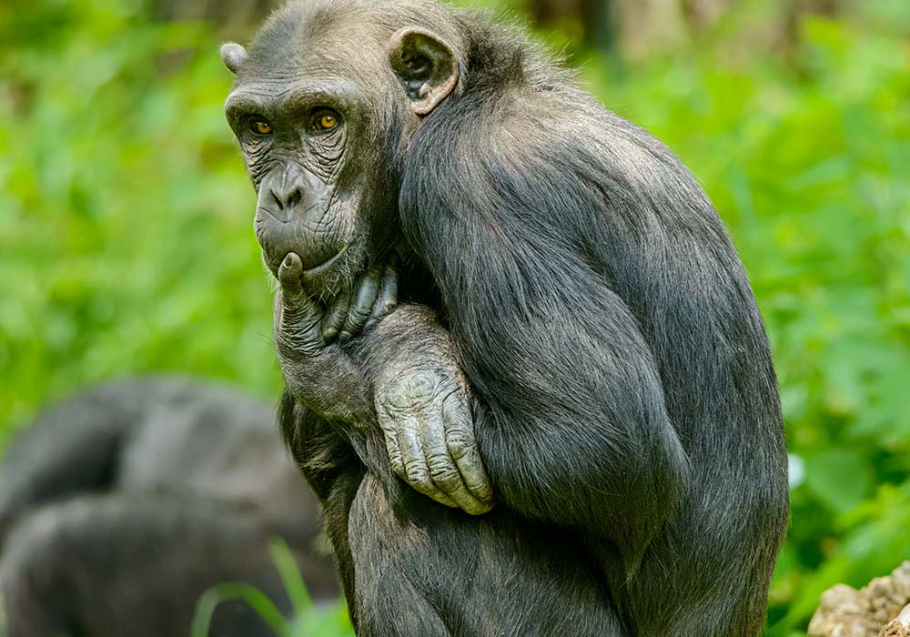 Le Bonobo communique le postérieur en l’air