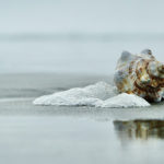 Coquillage sur la plage, enfoncé dans le sable.